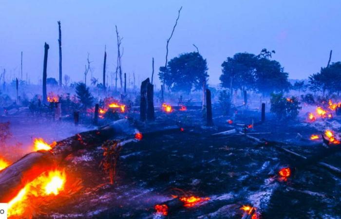 i preoccupanti risultati degli incendi in Amazzonia