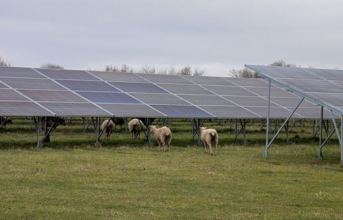 Questo deserto militare francese convertito in prato agrivoltaico offre le sue prime lezioni