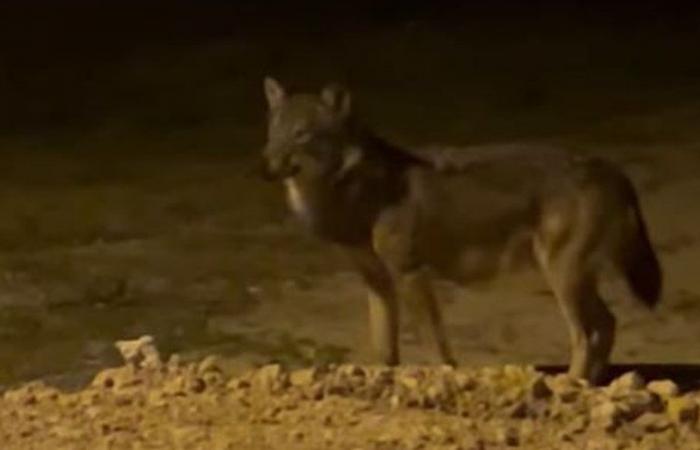 Filmato da un residente nel cuore della notte, un lupo si è avventurato alla periferia di Limoux, nell’Aude?