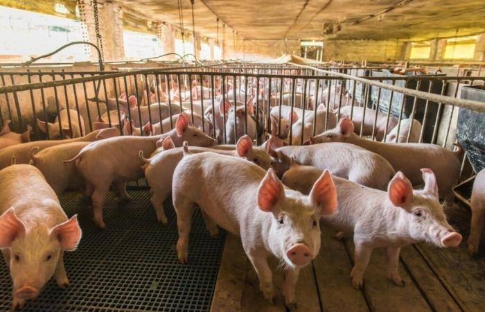 un collettivo contro l’espansione di un allevamento di suini