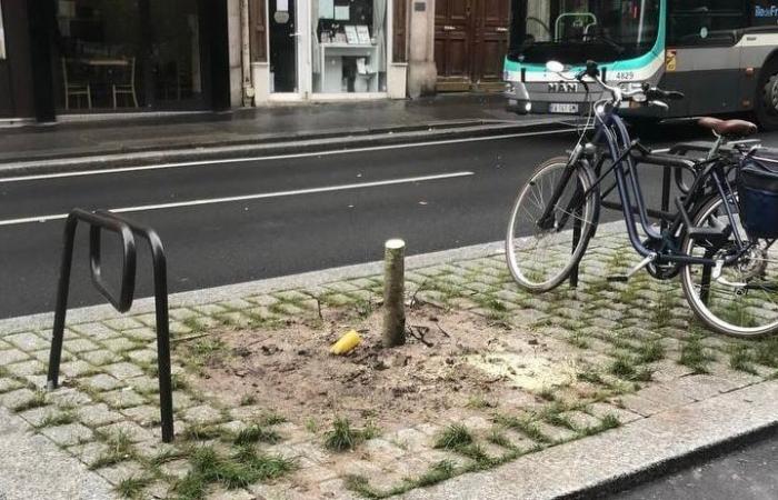 I funzionari della città hanno erroneamente abbattuto gli alberi appena piantati