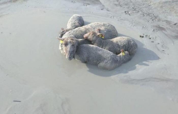 Un lupo è stato visto nella baia di Mont Saint-Michel, pecore attaccate