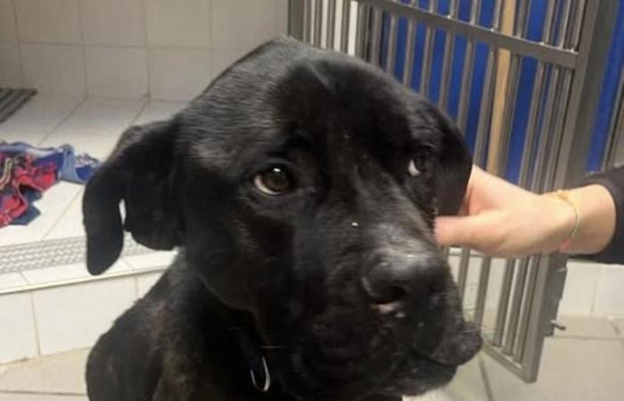 un cane trovato in triste stato nella foresta di Sénart