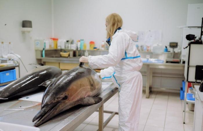 la pesca è stata nuovamente interrotta nel Golfo di Biscaglia, una misura efficace contro la mortalità