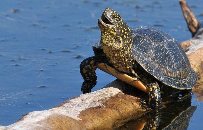 “Promuovere la biodiversità senza coprire la natura”