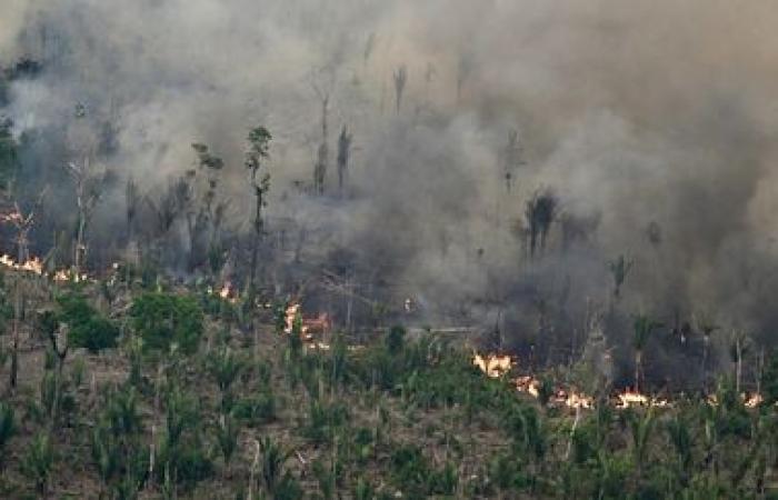 In Brasile, l’area di vegetazione bruciata dagli incendi è aumentata del 79% nel 2024