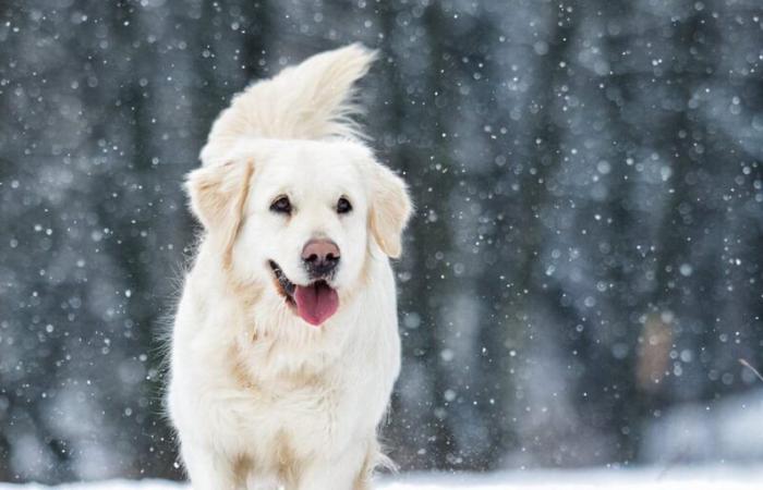 RHSPCA vede l’afflusso di cani durante il clima invernale