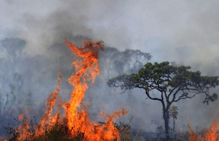 la superficie dello stabilimento bruciata dagli incendi è aumentata del 79%