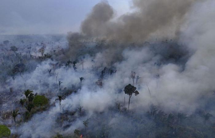 In Brasile, la superficie vegetale bruciata dagli incendi boschivi è aumentata a 30,8 milioni di ettari nel 2024