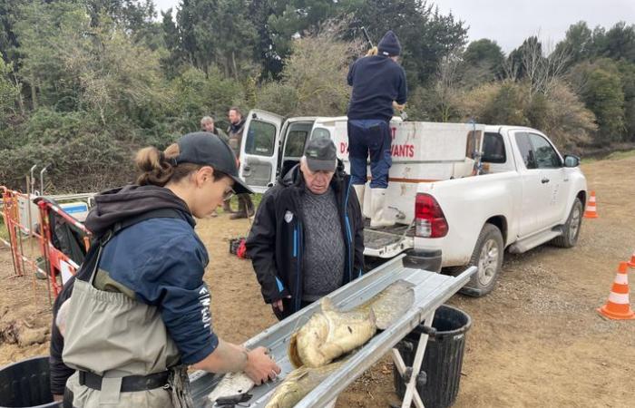 La pesca elettrica ha salvato 143 pesci intrappolati tra due cassoni nel canale Robine a Narbonne