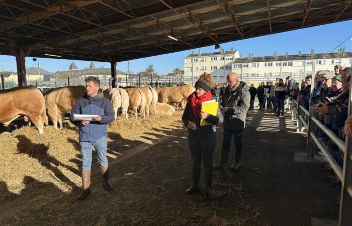 A Mayenne si è svolta la corsa della Mostra Agricola degli allevatori di Blondes d’Aquitaine