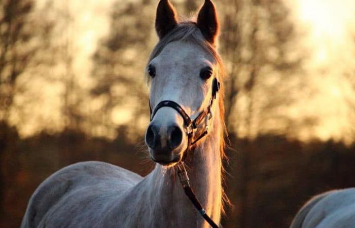 One Voice sporge denuncia “a nome degli animali uccisi a Gigean”