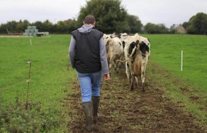 In Manica, le elezioni 2025 della Camera dell’Agricoltura in cifre