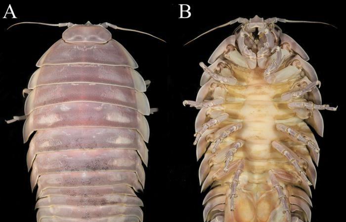 gli scienziati chiamano questo nuovo crostaceo gigante Darth Vader