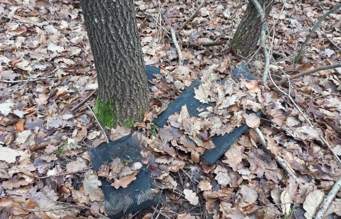 Tonnellate di plastica inquinano le foreste degli Yvelines