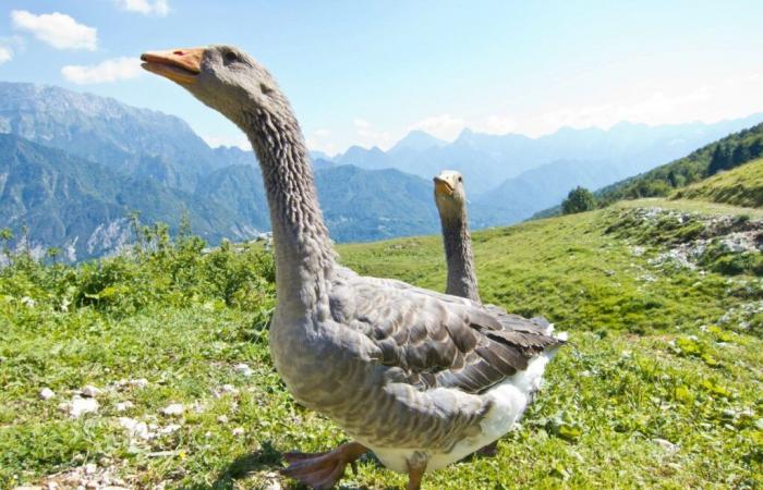 La Cantabria adotta misure per fermare l’influenza aviaria