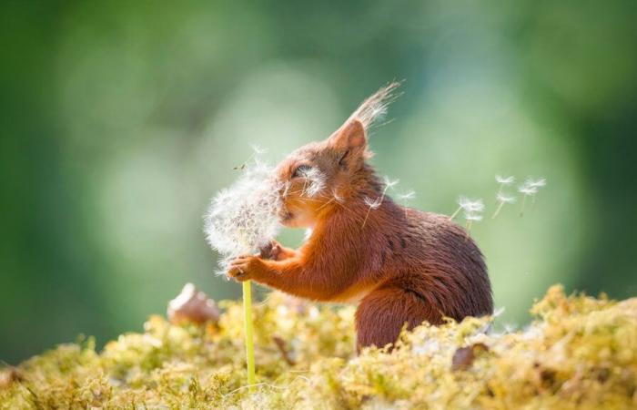 Le sublimi foto vincitrici nella categoria fauna selvatica dei 1839 Awards 2024