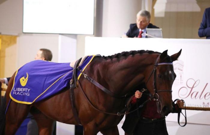 Vince il palladio, il cavallo da salto più costoso della storia