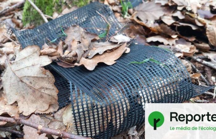 Tonnellate di plastica inquinano le foreste degli Yvelines