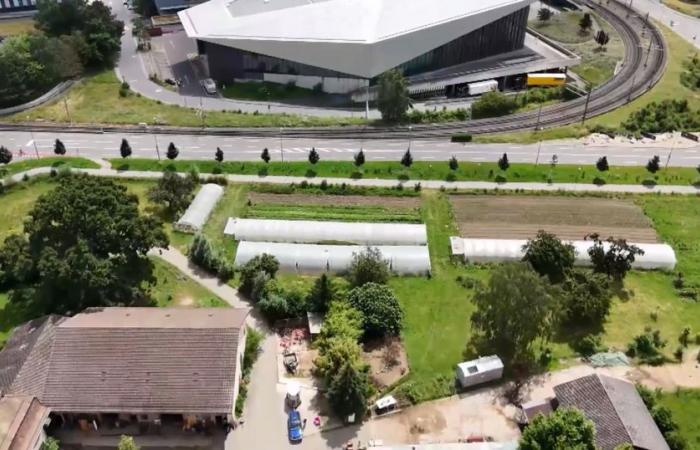 La fattoria Bassenges nel campus dell’EPFL verrà riconvertita in un centro scientifico – rts.ch