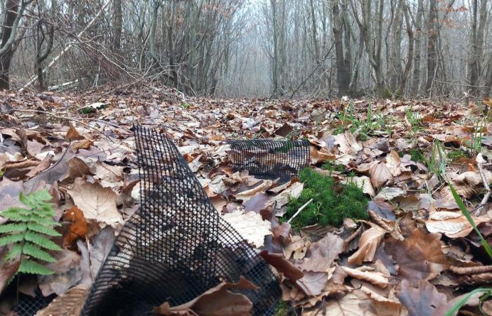 Tonnellate di plastica inquinano le foreste degli Yvelines