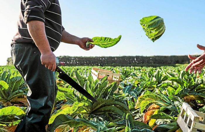 Zona orticola del Finistère Nord, assemblea generale di Rés’Agri e spettacolo, il 30 gennaio a Plouénan