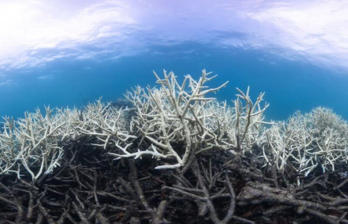 In Australia, lo sbiancamento dei coralli raggiunge livelli “catastrofici”