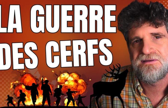 VIDEO – ????La guerra dei cervi????