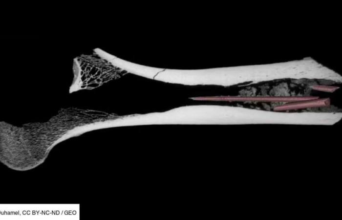 7.000 anni fa, i cacciatori sudafricani creavano già complessi veleni mortali