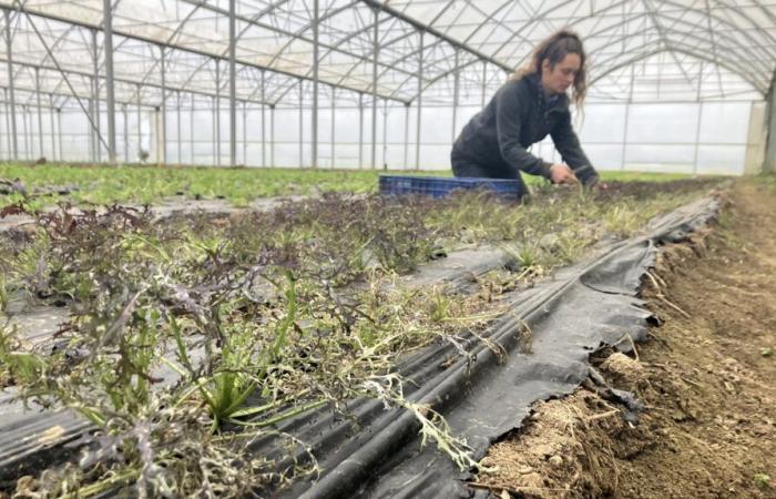 In Indre-Et-Loire, un giardinaggio del mercato minaccioso dell’acaro