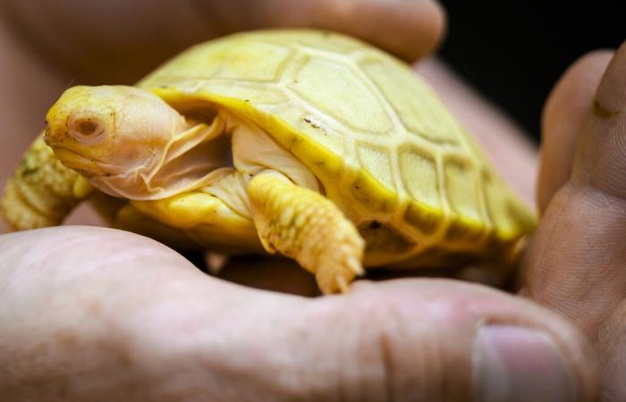 Francia: rara nascita di una tartaruga albina