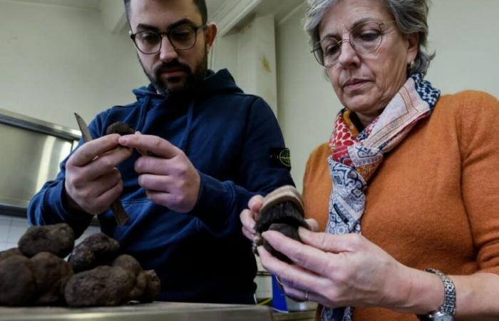 Vaucluse. “Il tartufo nero è un enigma”: una semicon-batti