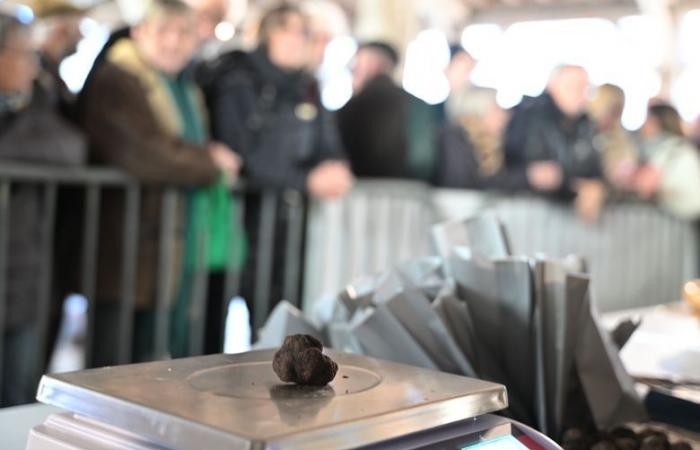 “Oh, non spingere così, non è neanche oro!” Studio abbagliante per il primo mercato del tartufo nei Gers