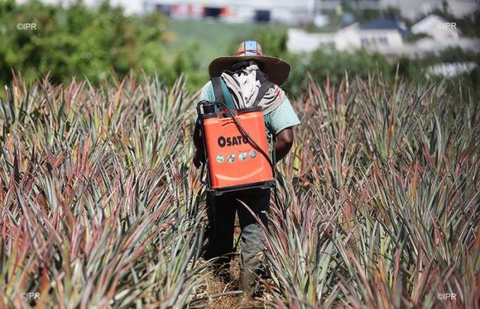 Cali dell’acqua, mayotte, pesticidi, airbag e siccità