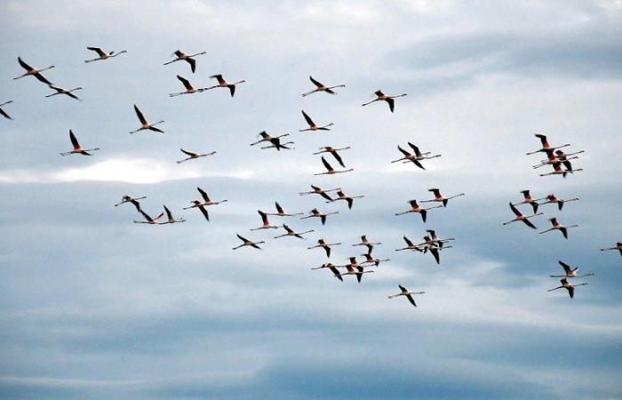 Questi i cinque più bei siti di osservazione della fauna e della flora dell’Aude