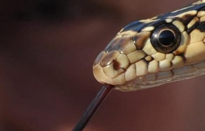 Un serpente catturato dopo essere stato ritrovato nel reparto preservato di un Auchan