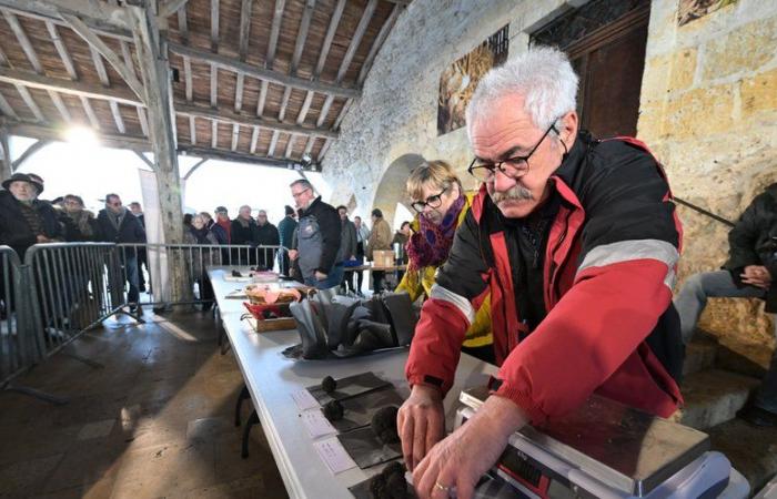 “Oh, non spingere così, non è neanche oro!” Studio abbagliante per il primo mercato del tartufo nei Gers