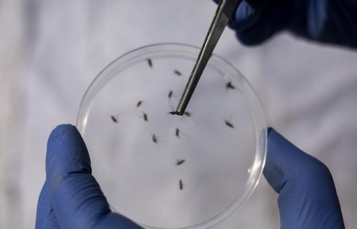 Georgia certificata la malaria senza malaria dall’OMS