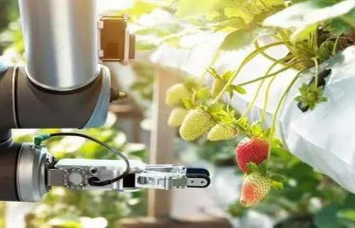 Come le startup trasformano l’agricoltura nel 2025 – Vivafrik