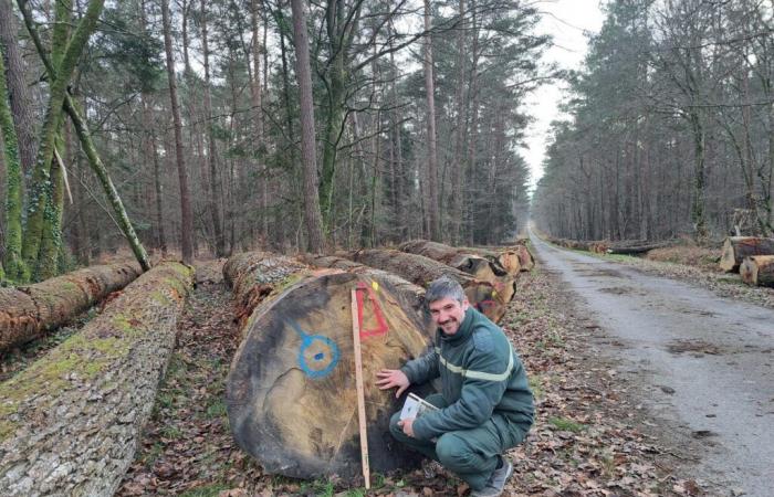 Queste querce di oltre 200 anni diventeranno botti