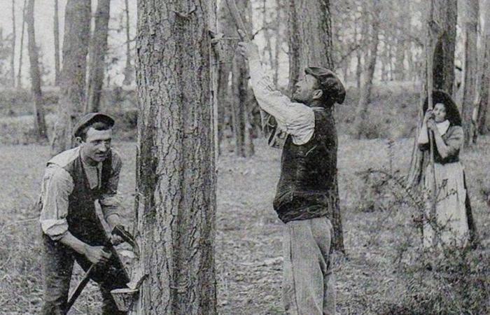 Effemeridi // Era gennaio… l’inverno dell’albero della resina