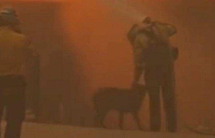 In azione per spegnere un incendio, questo pompiere fa del suo meglio per rassicurare un cane terrorizzato (video)