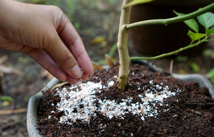 Ecco le azioni chiave per proteggere le tue piante dalle malattie – mascolin.com