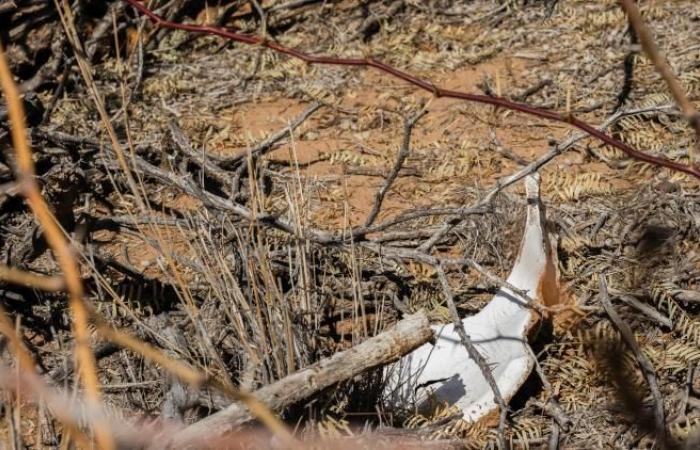 56 corpi trovati nelle comuni di massa clandestina