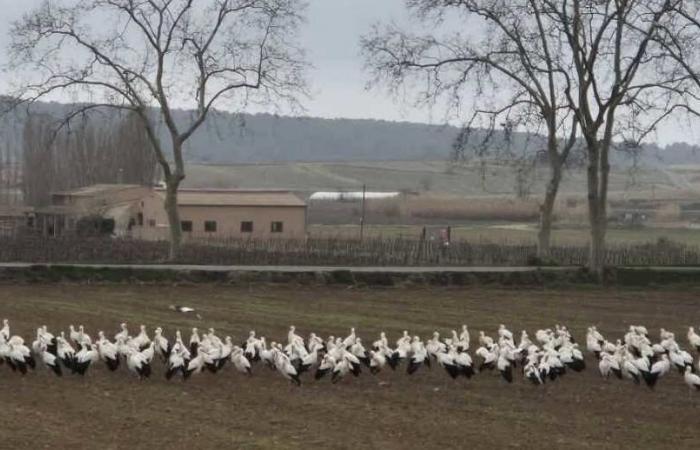 I cicogne stanno passando attraverso Plaissan