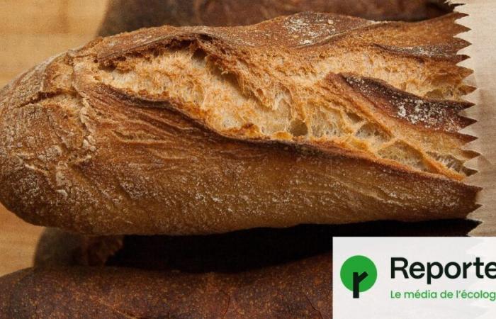 Cadmio, un metallo tossico, che si trova in pane, cioccolato e frutta