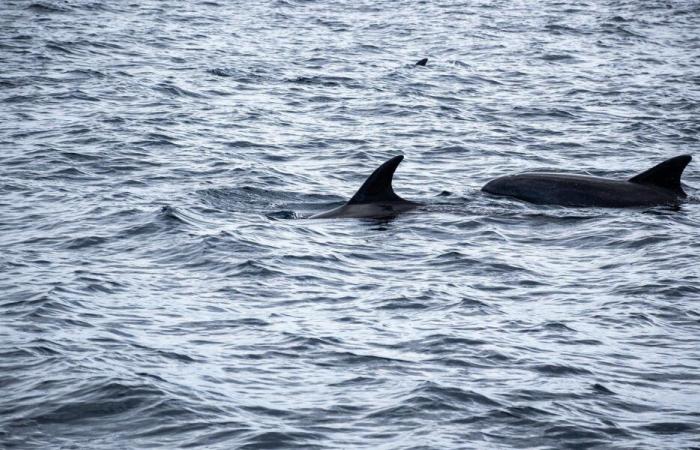 Sea Shepherd mette in guardia sulla protezione dei cetacei – Angers Info