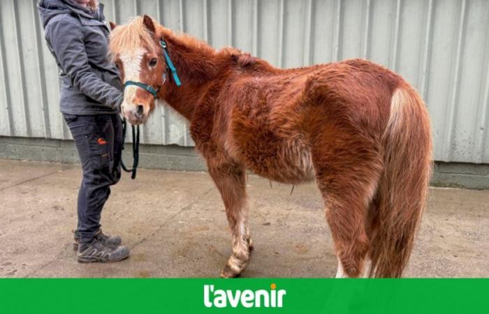 dovevano essere sequestrati quattro pony