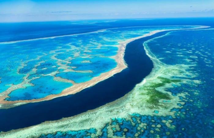 Il riciclaggio dei coralli ha raggiunto livelli “catastrofici” sulla grande barriera corallina