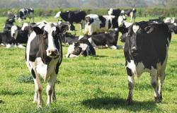 Mars lancia il piano multimilionario per la produzione lattiero-casearia sostenibile “Moo’ving Dairy Forward”